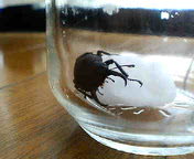 クワ太さん食事中。