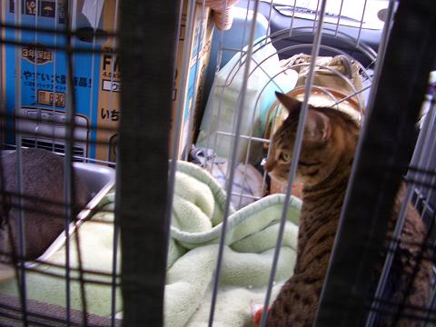 お引越しのときのコテツ。