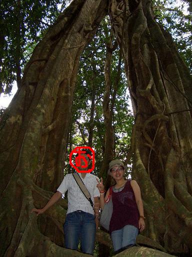 ケアンズ、モスマン渓谷。