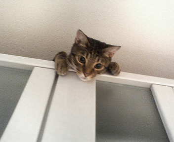 ごはんくれる？