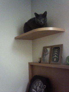 どこいくニャ。