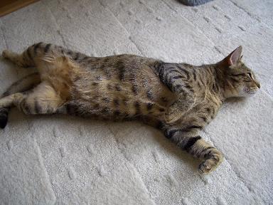 コテツもグデグデ。