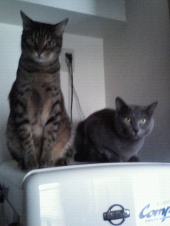 どこまでも追跡。