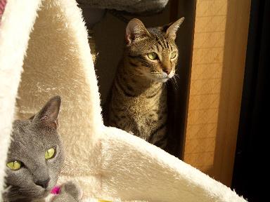 テツもいます。