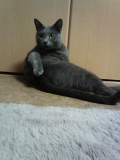 あざらしっぽい。