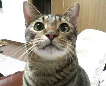 マズルもっこり。