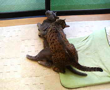 おかぁ～さぁぁ～んっ！！