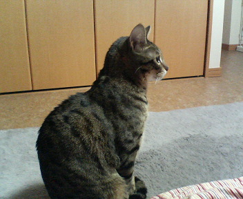 何なのニャ！？