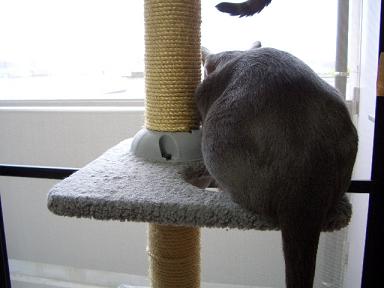 コマオも夢中。