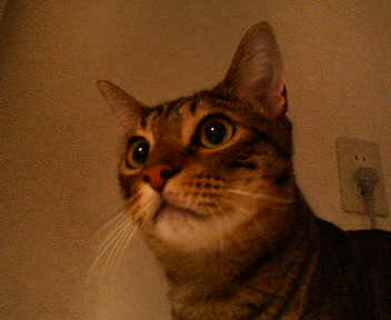 あびしにあん顔。