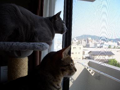 仲良く見てます。