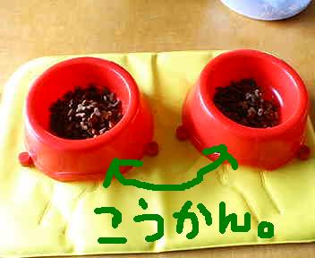 カリカリ入れを交換。