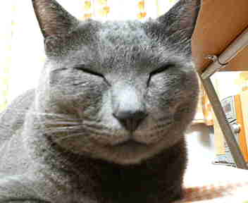 わらいねこ。