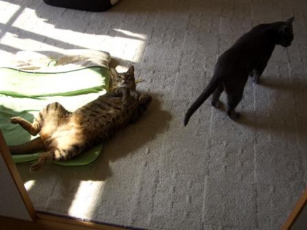 コマが来ました。