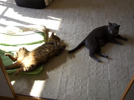 仲良くごろん。