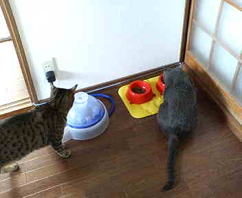 ごはんの時間。