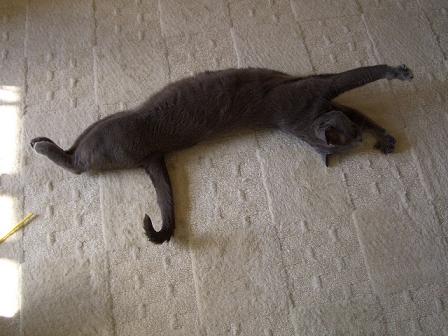 コマチがのびぃーっ。