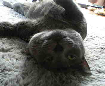 こまるのニャ。