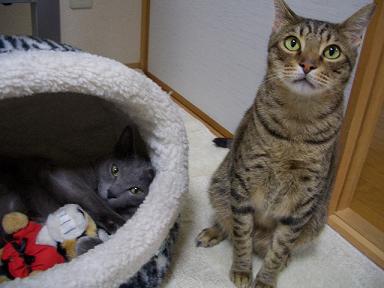 僕はちがうにゃ。