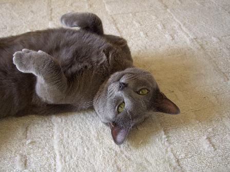 ごろごろ最高だね。