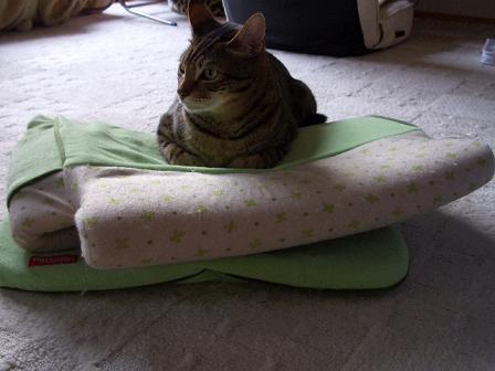 コテツが夢中。