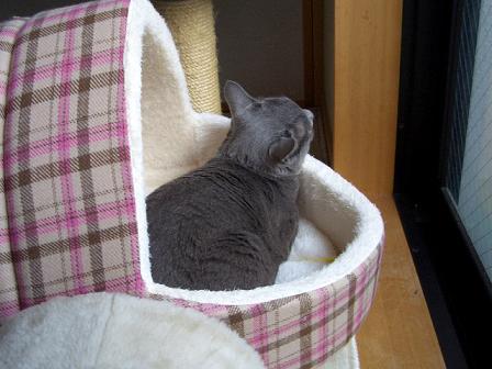 新しいハウスです。