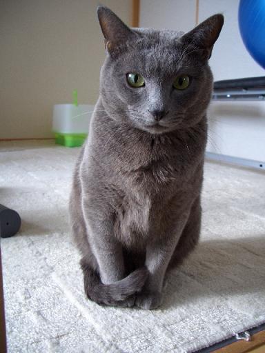 おすわりこまぁち。