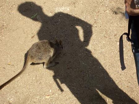 ケアンズ、ワラビー。