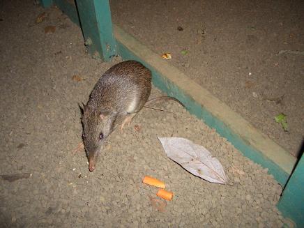 ケアンズ、バンディクート。