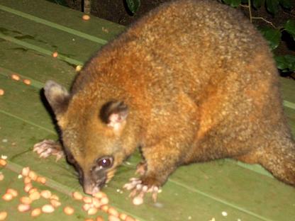 ケアンズ、ポッサム。