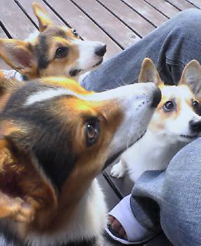 karin,torakun,fuchan