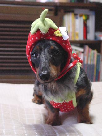 いちごちゃんくぅ