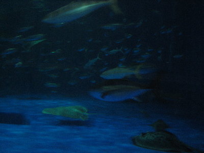 魚１