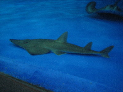魚３
