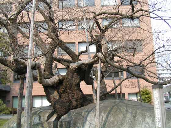 岩盛岡21石割り桜