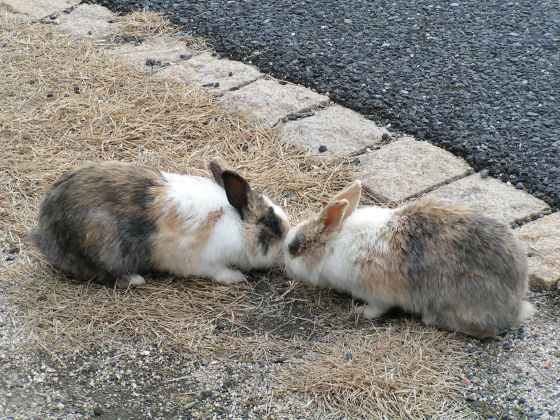 広島なみ71うさぎ