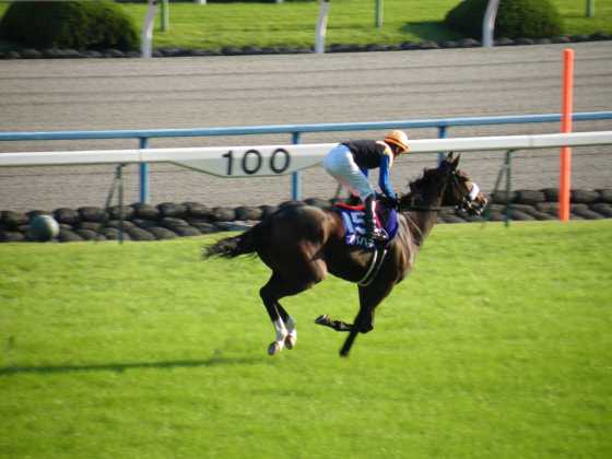 秋華賞アパパネ2