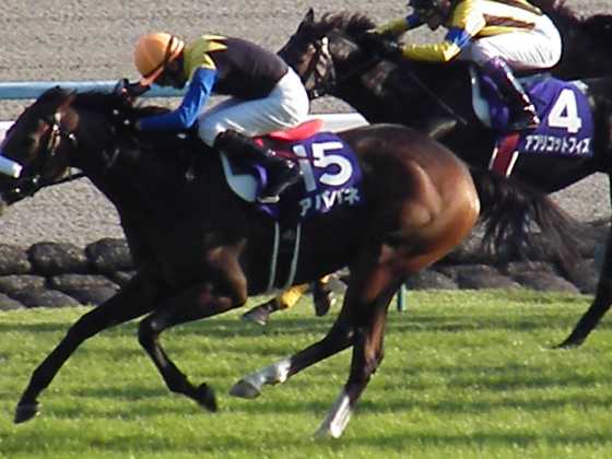 秋華賞アパパネ4