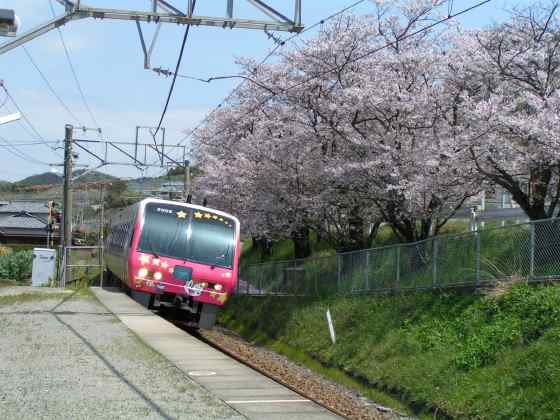 香川桜1