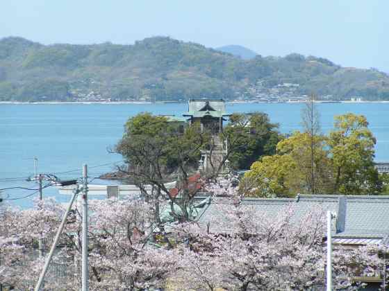 香川桜2