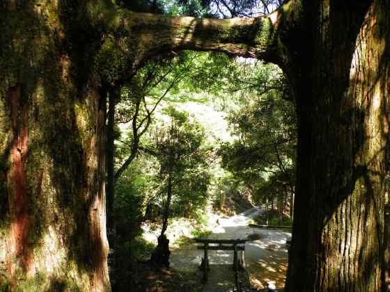 土佐i鳥居杉c