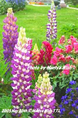 Lupinus1