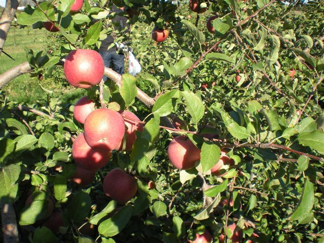 LYND FARMのりんご