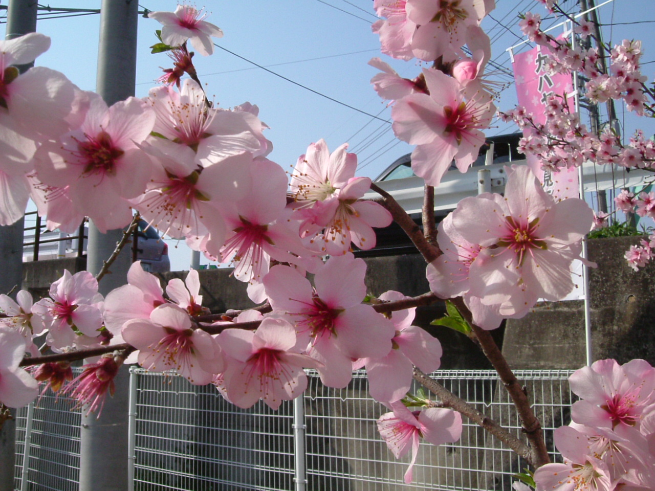 アーモンドの花