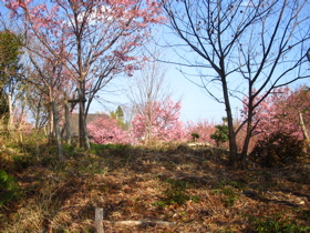 桜山1.jpg