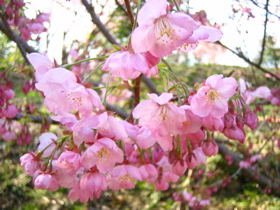 桜山.jpg
