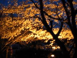 夜桜.jpg