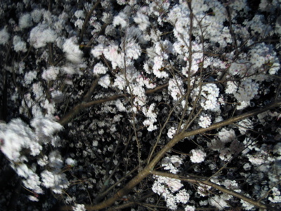 夜桜1.jpg
