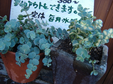 斑入り2.jpg
