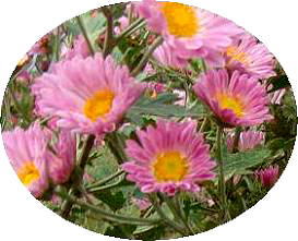 菊